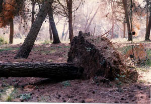 Le piante cadute