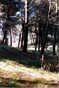 Terreno in pendenza