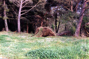 Alberi caduti