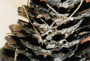 Licheni 1