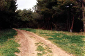 L'ingresso della pineta